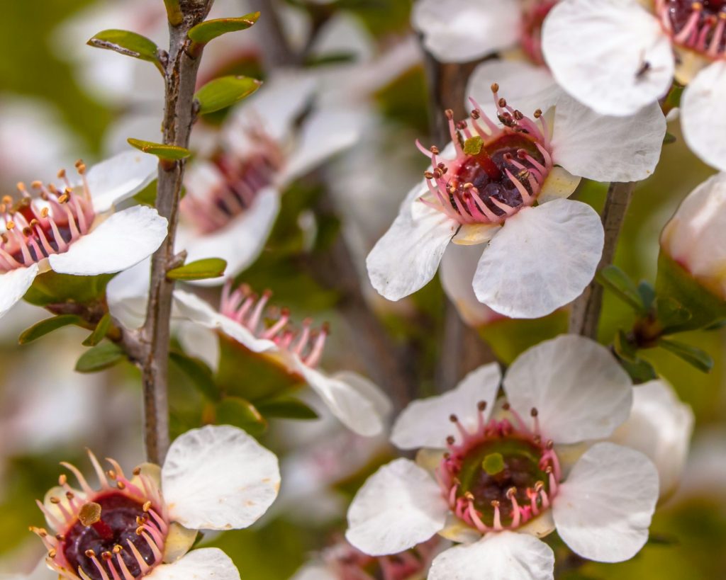 Group of manuka flowers close up